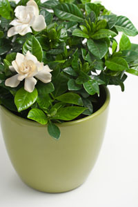 gardenia