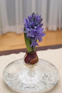 Jacinthe forcée sur carafe