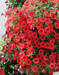 Surfinia rouge foncé