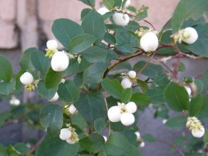Symphorine : cultivez l'arbre aux perles