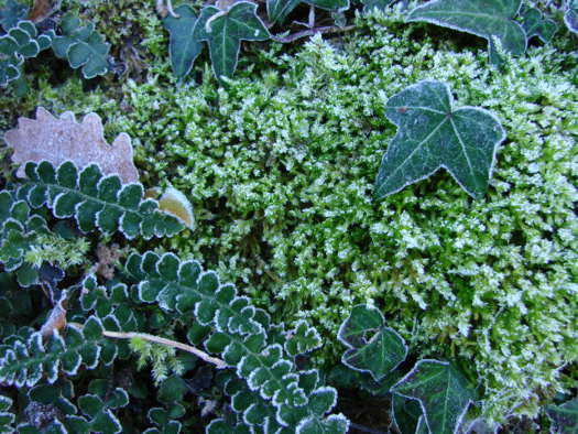 Toujours verts, même l'hiver