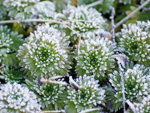 Solidaires saxifrages