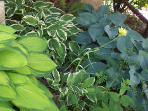 collection d'hostas