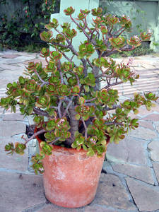 Crassula ovata h15cm - plante grasse d'intérieur