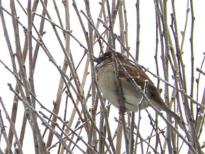 Moineau