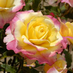 Rosier Lépine
