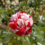 Rosier Excentrique