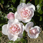 Rosier Jardin de Granville