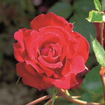 Rosier Red Parfum