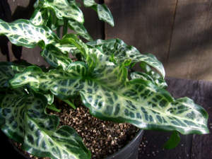 Arum italicum ssp italicum 'Tiny'