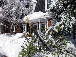 Une branche cassée par le poids de la neige