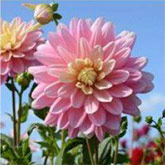 Dahlia Bel Amour