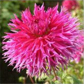 Dahlia D. Forestier