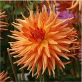 Dahlia Eclatant
