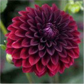 Dahlia Faro