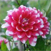 Dahlia Milk-Shake