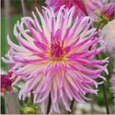 Dahlia Prestige