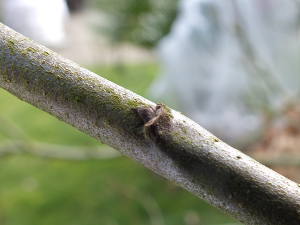 Oeil à bois