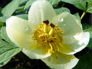 Paeonia japonica