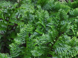 Polypodium cambricum 'Pulcherrimum'