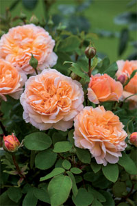 The Lady Gardener - rosier David Austin