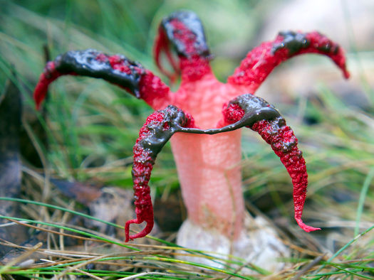 Un curieux champignon