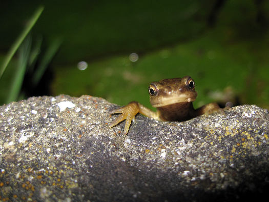 cliquez pour voir la suite Discrets amphibiens