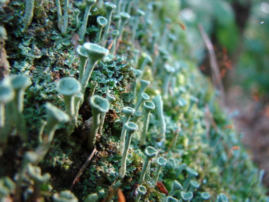 cliquez pour voir la suite Forêt de lichens