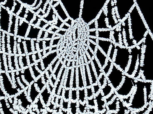 L'artiste à huit pattes