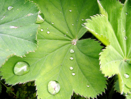 Rosée et boissons fraîches
