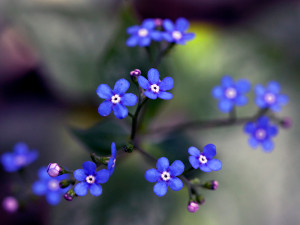fleurs de brunnera