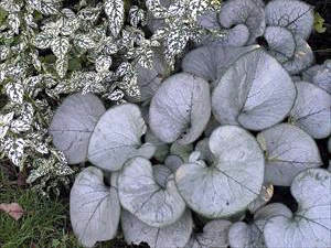 Brunnera macrophylla 'Looking Glass'