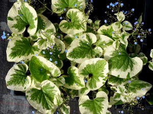 Brunnera macrophylla 'Variegata'