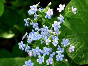Brunnera sibirica