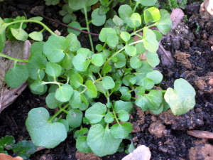 Lepidium sativum ♫ Graines ♫ Plante Potagère et Gustative ♫ ♫ CRESSON Vivace
