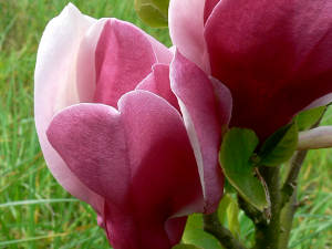 Magnolia 'March till frost'