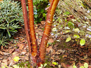 Prunus serrula 'Jaro'