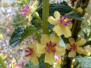 Verbascum nigrum