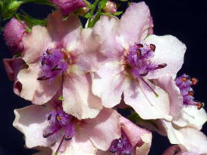 Verbascum phoeniceum