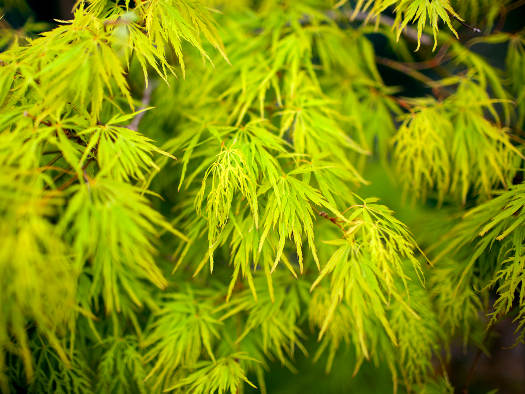 cliquez pour voir la suite Acer palmatum 'Dissectum'