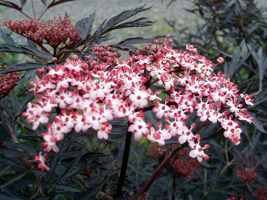 Sambucus nigra 'Black Lace'