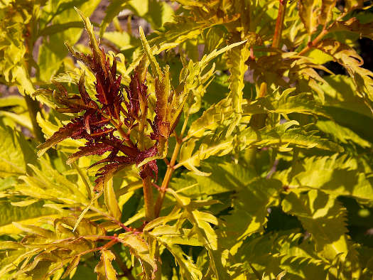 Sambucus racemosa Plumosa Aurea'