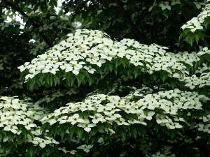 Port étagé d'un Cornus kousa