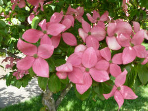 bractées roses d'un Cornus kousa