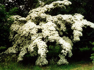 Cornus kousa var. chinensis