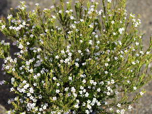 Diosma hirsuta ‘Sunset Gold’