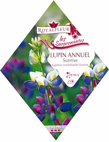 Royalfleurs, gamme Les Surprenantes