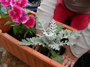 Installation des plantes
