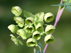 Mathiasella bupleuroides 'Green Dream'