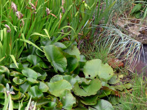 Plantes de berge